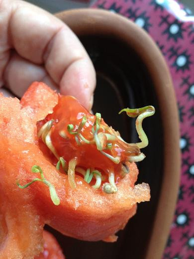 Domatesten “yaratık” çıktı