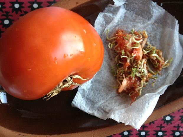 Domatesten “yaratık” çıktı