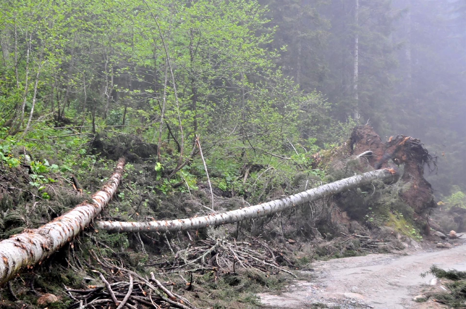 Yeşil Yol güzergahında ağaçlar kesildi