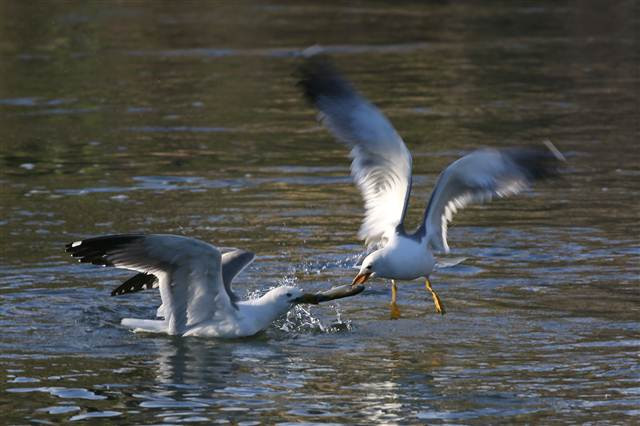 Zorlu yolculuk onlara yaradı
