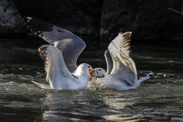 Zorlu yolculuk onlara yaradı