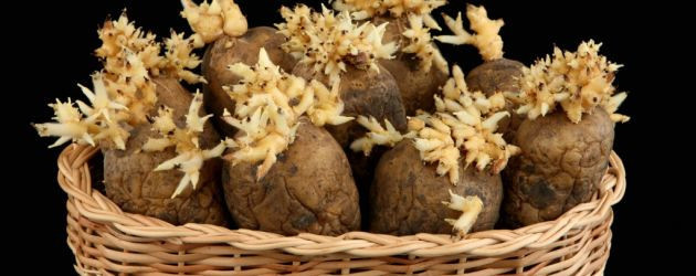 Çöp deyip attıklarınız bakın ne işe yarıyor Çöp deyip attıklarınız bakın ne işe yarıyor