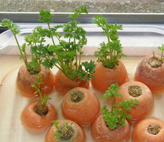 Çöp deyip attıklarınız bakın ne işe yarıyor Çöp deyip attıklarınız bakın ne işe yarıyor