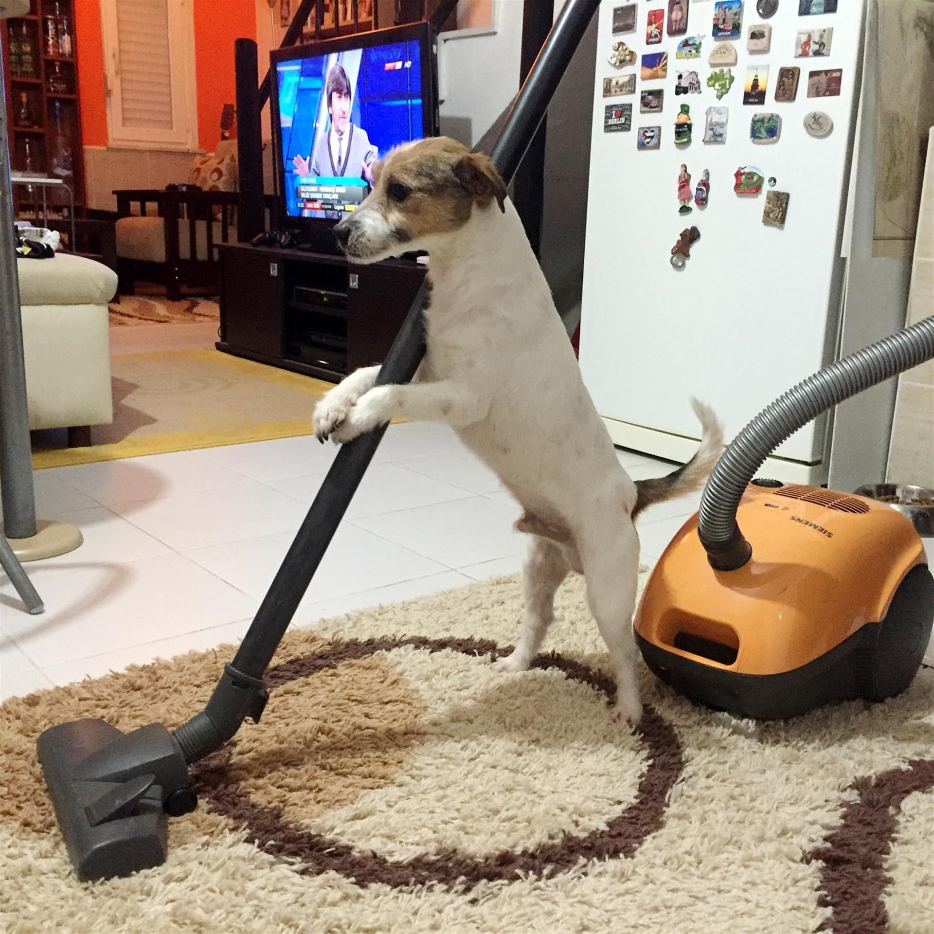 Köpek internet fenomeni oldu