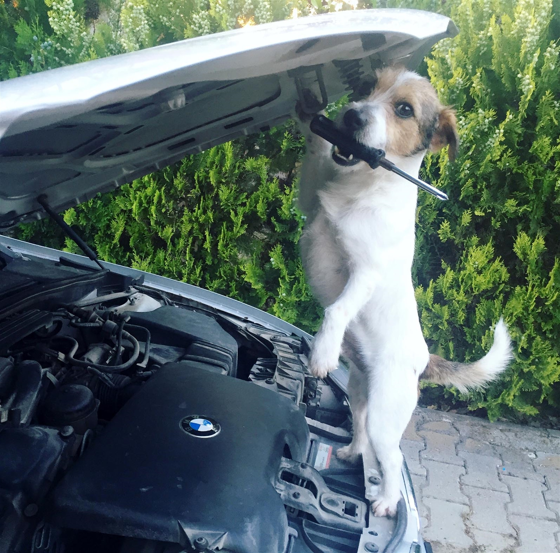 Köpek internet fenomeni oldu