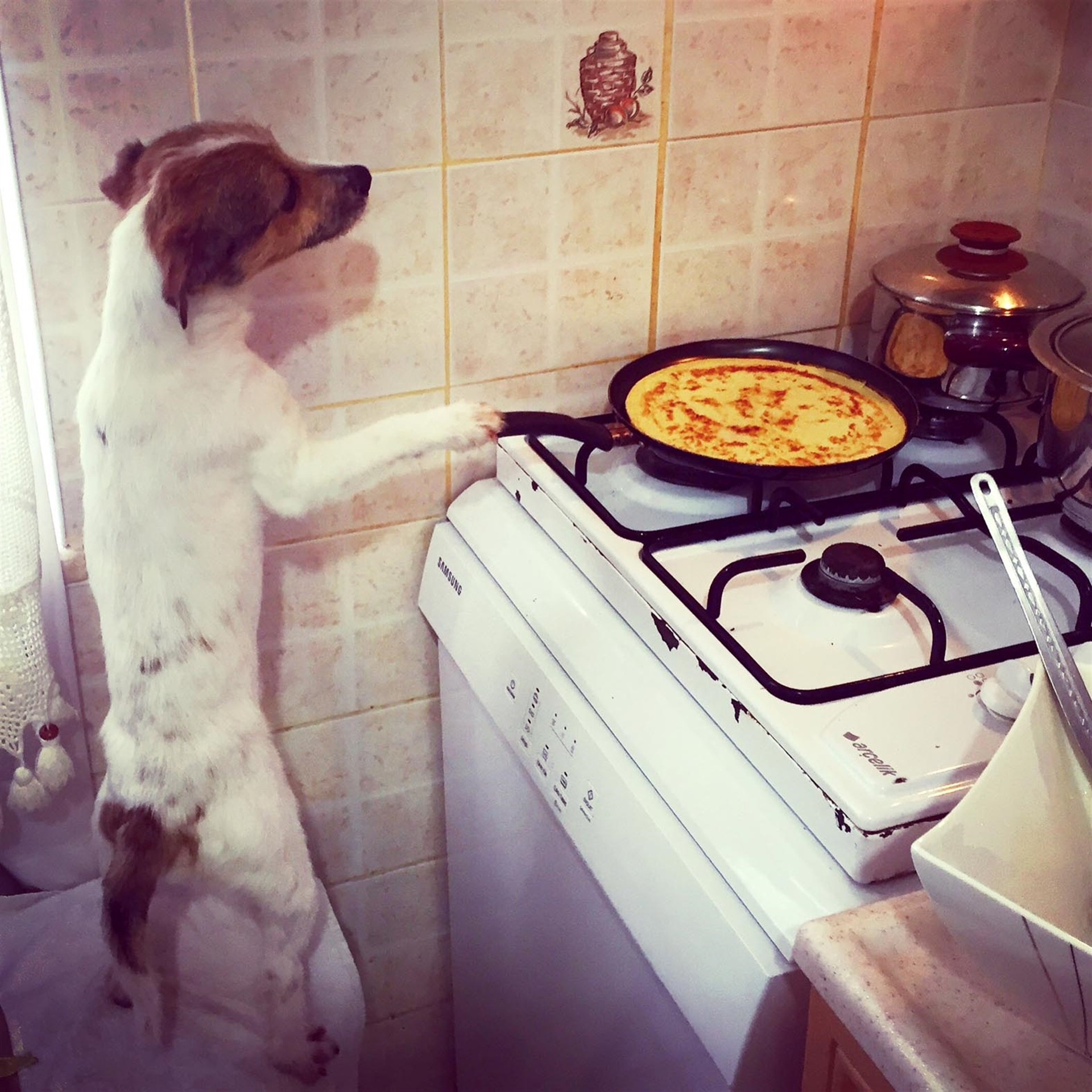 Köpek internet fenomeni oldu