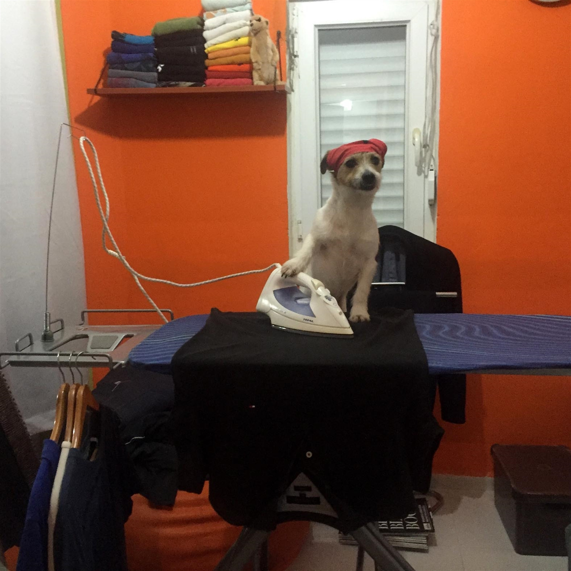 Köpek internet fenomeni oldu