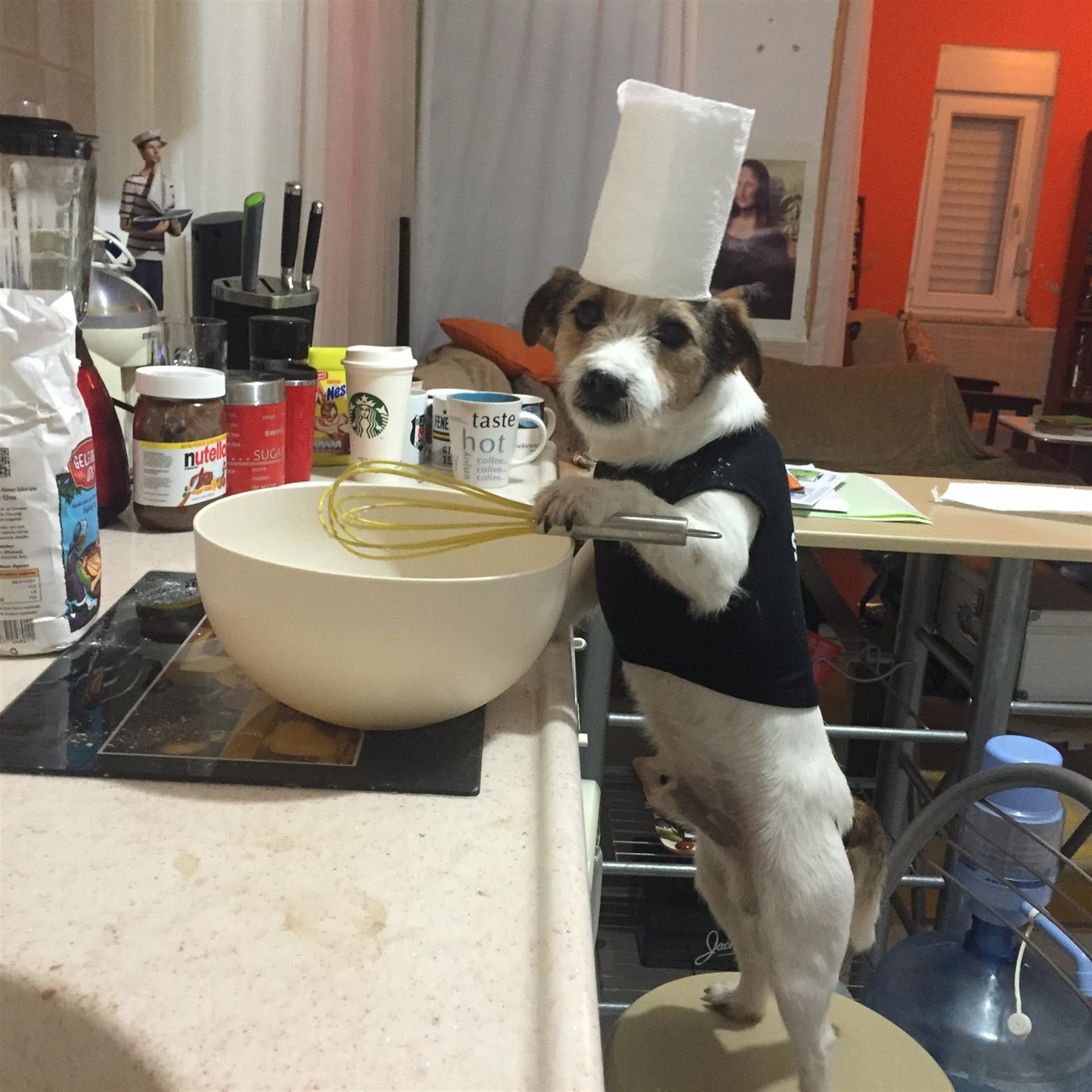 Köpek internet fenomeni oldu