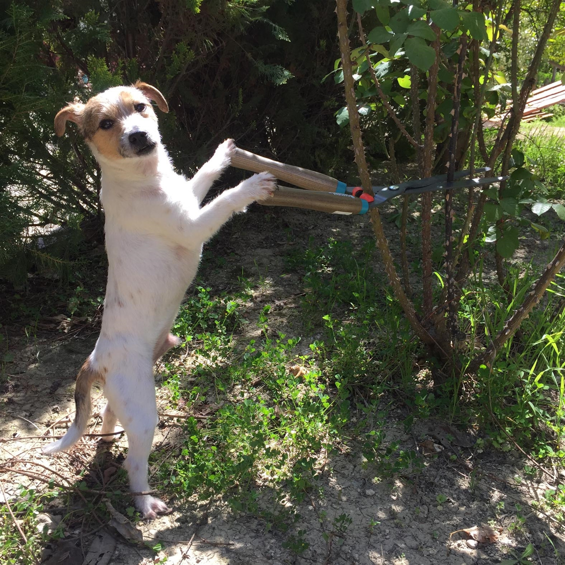 Köpek internet fenomeni oldu