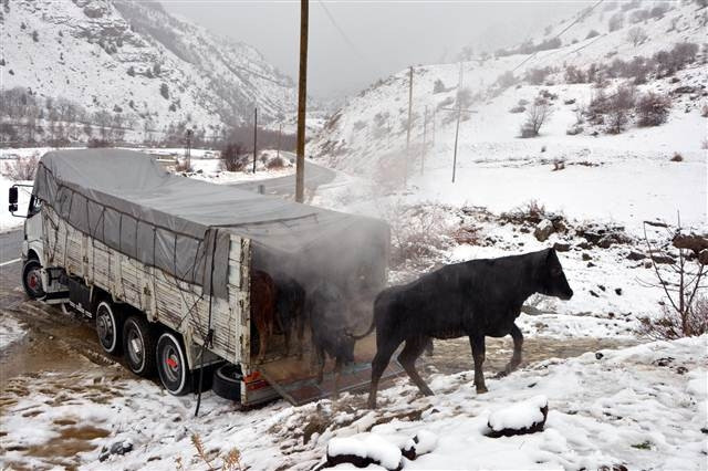 Dağa kaçan anguslar aranıyor