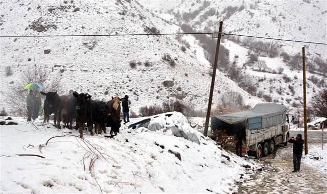 Dağa kaçan anguslar aranıyor