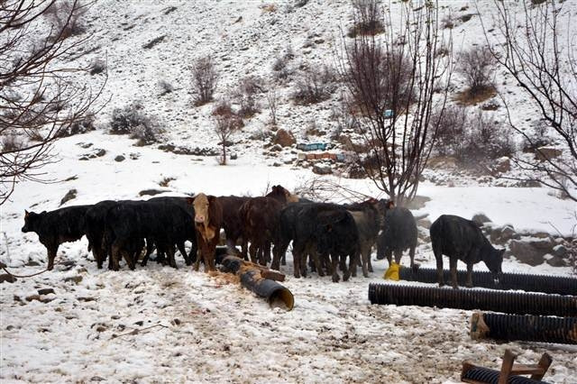 Dağa kaçan anguslar aranıyor
