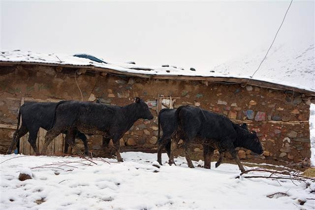 Dağa kaçan anguslar aranıyor