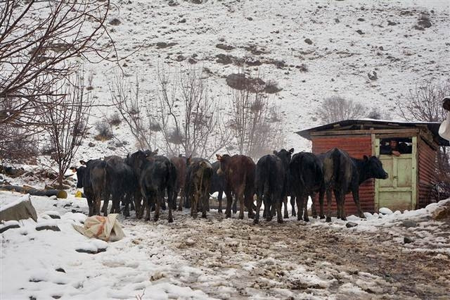 Dağa kaçan anguslar aranıyor