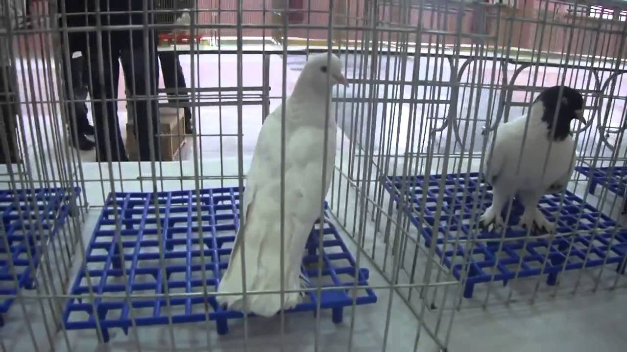 2016nın en ilginç yarışları