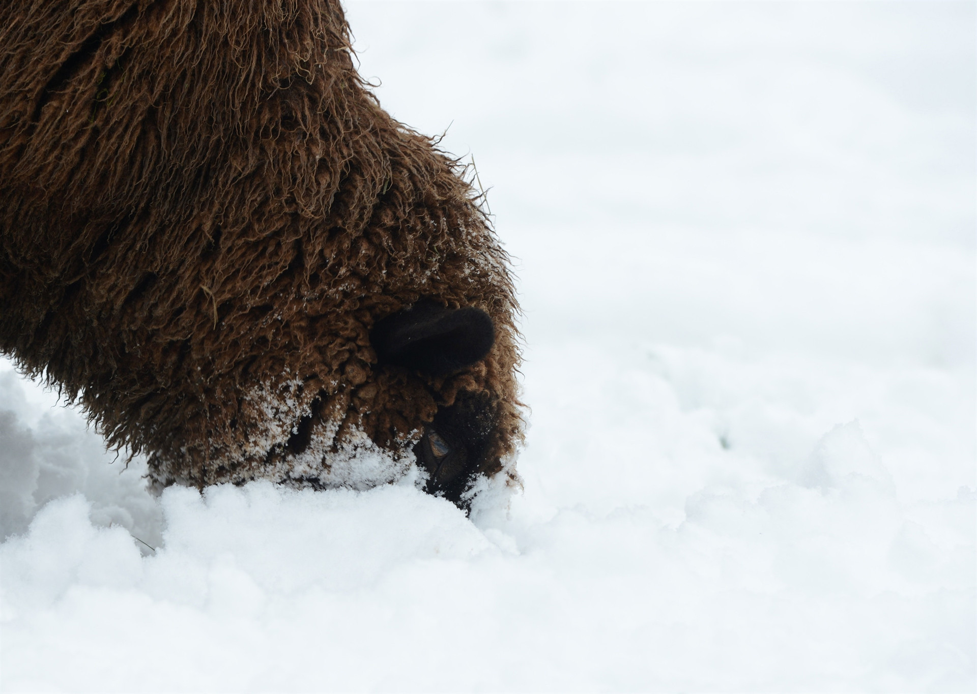 Dondurucu soğuklar Avrupa’yı da esir aldı