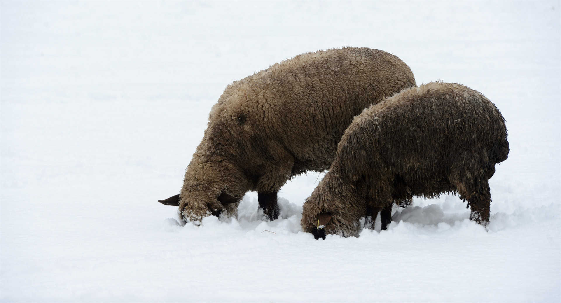 Dondurucu soğuklar Avrupa’yı da esir aldı