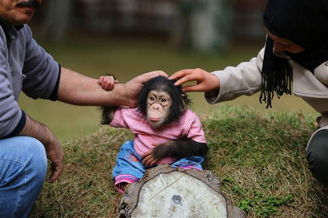 Şempanze Can, Gazianteplilerin ilgi odağı oldu