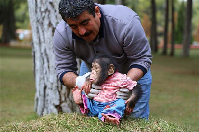 Şempanze Can, Gazianteplilerin ilgi odağı oldu