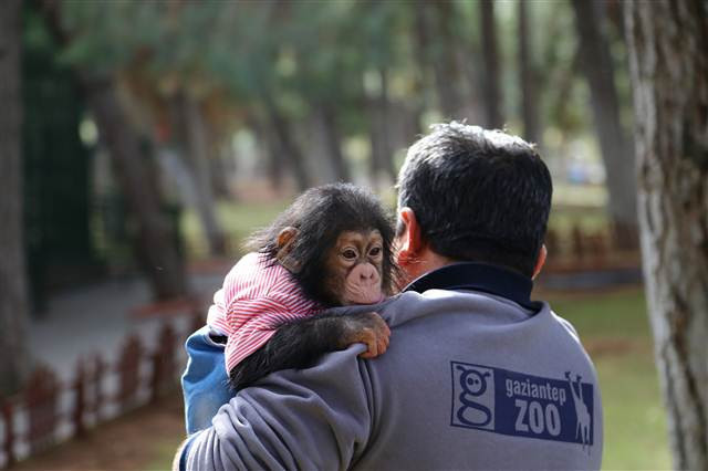 Şempanze Can, Gazianteplilerin ilgi odağı oldu