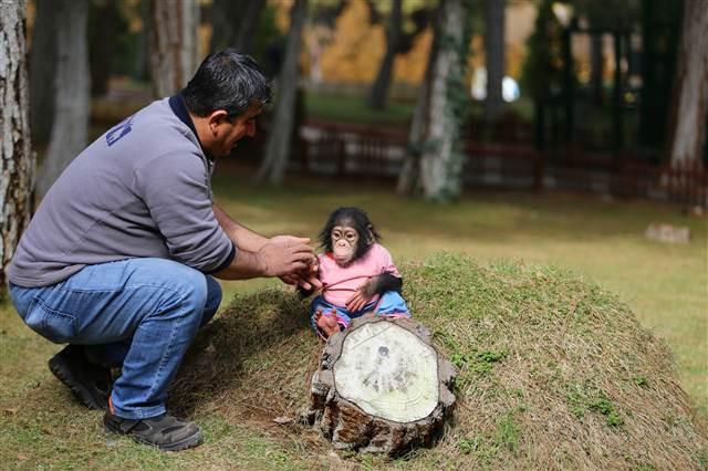 Şempanze Can, Gazianteplilerin ilgi odağı oldu