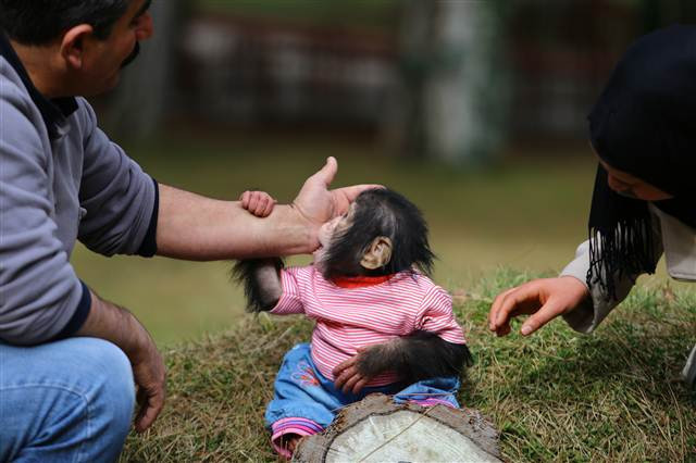 Şempanze Can, Gazianteplilerin ilgi odağı oldu