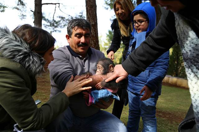 Şempanze Can, Gazianteplilerin ilgi odağı oldu