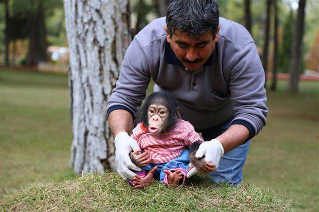 Şempanze Can, Gazianteplilerin ilgi odağı oldu