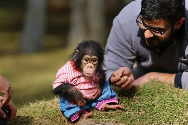 Şempanze Can, Gazianteplilerin ilgi odağı oldu