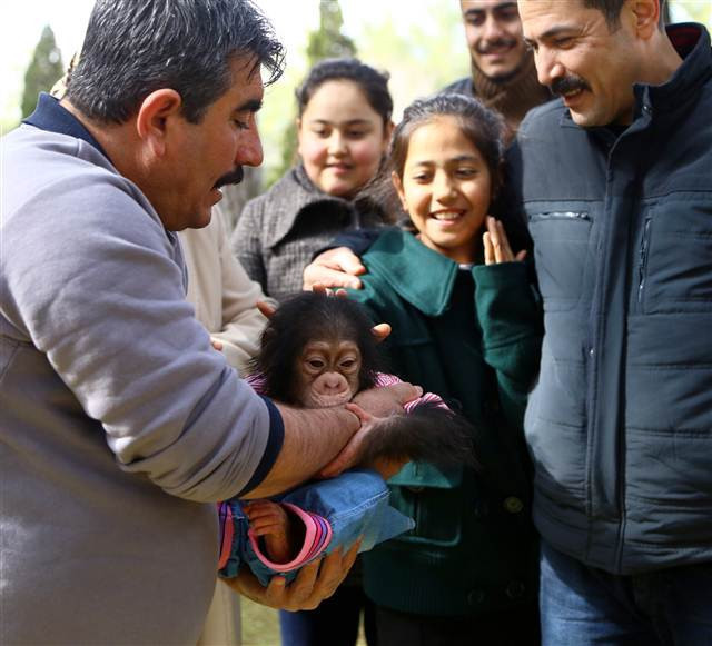 Şempanze Can, Gazianteplilerin ilgi odağı oldu