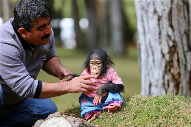 Şempanze Can, Gazianteplilerin ilgi odağı oldu