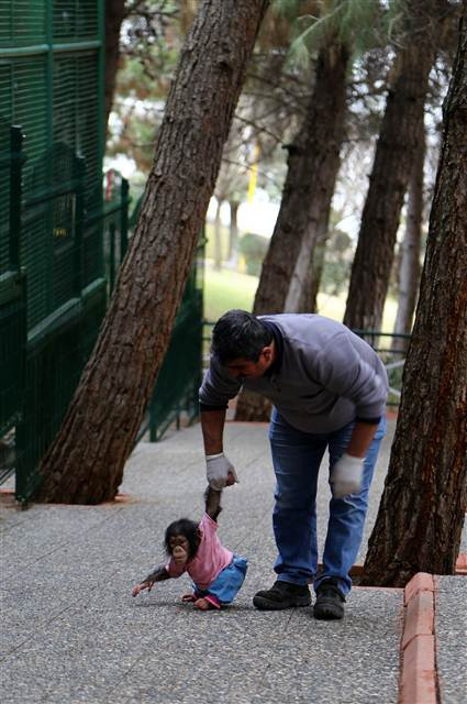 Şempanze Can, Gazianteplilerin ilgi odağı oldu