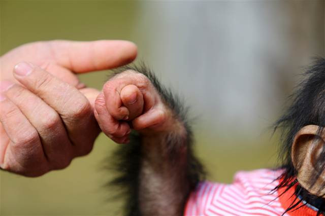 Şempanze Can, Gazianteplilerin ilgi odağı oldu