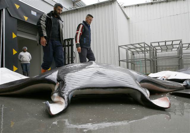 İzmirde büyük sürpriz 30 tane aynı anda yakalandı