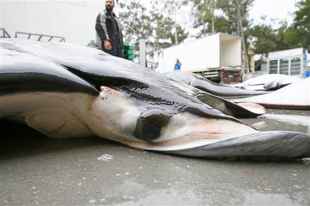 İzmirde büyük sürpriz 30 tane aynı anda yakalandı
