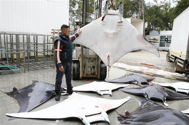 İzmirde büyük sürpriz 30 tane aynı anda yakalandı