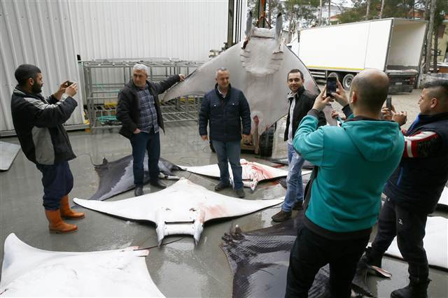 İzmirde büyük sürpriz 30 tane aynı anda yakalandı