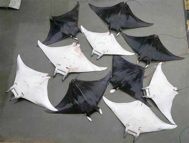 İzmirde büyük sürpriz 30 tane aynı anda yakalandı