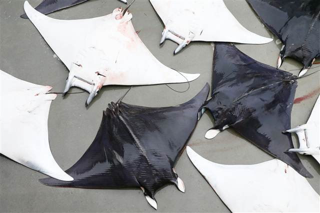 İzmirde büyük sürpriz 30 tane aynı anda yakalandı