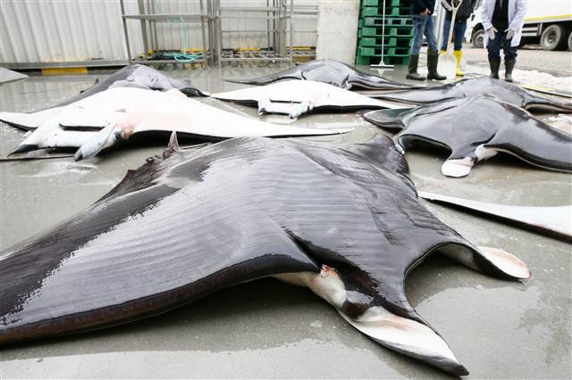 İzmirde büyük sürpriz 30 tane aynı anda yakalandı