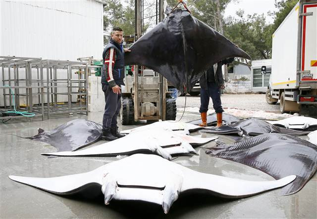 İzmirde büyük sürpriz 30 tane aynı anda yakalandı