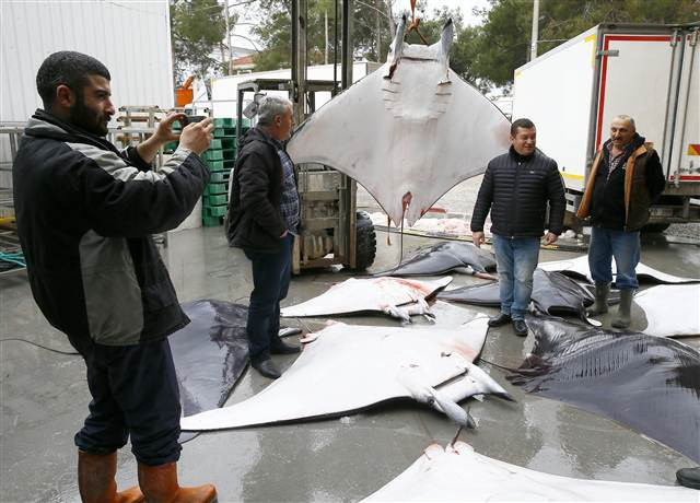 İzmirde büyük sürpriz 30 tane aynı anda yakalandı