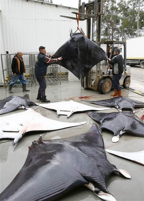 İzmirde büyük sürpriz 30 tane aynı anda yakalandı