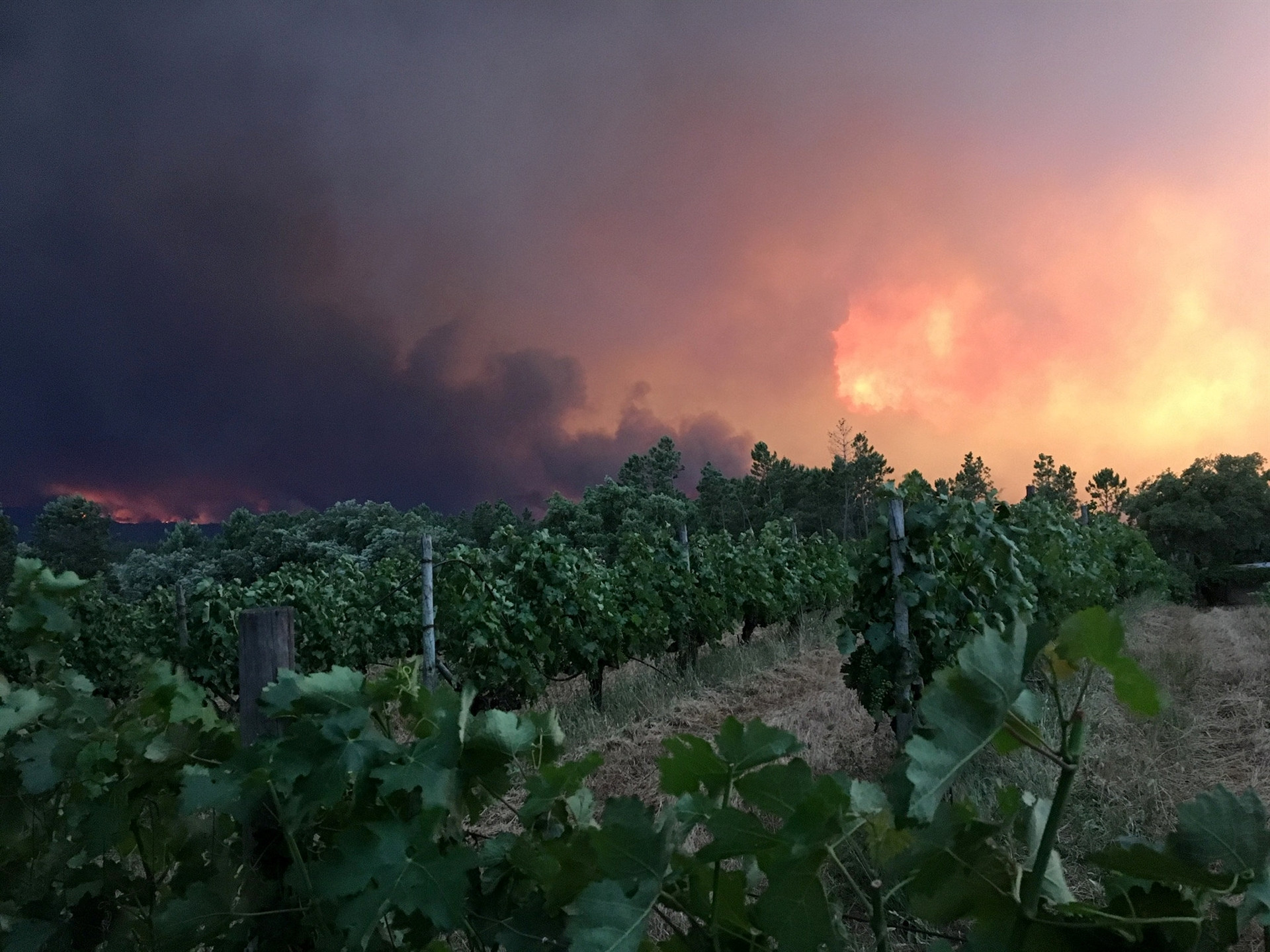 Bordeaux Wildfires Trigger Economic Volatility in Southwestern France