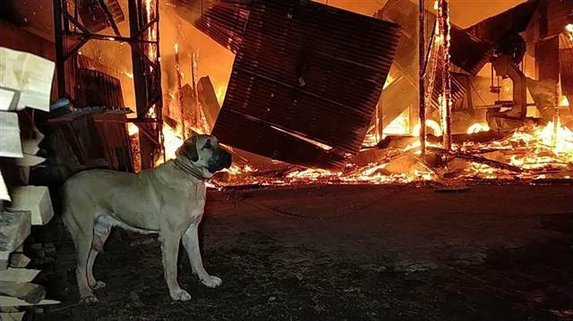Samsunda fabrika yandı,  zincirle bağlı olan köpeği ölümden itfaiye kurtardı
