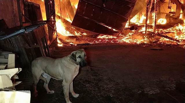 Samsunda fabrika yandı,  zincirle bağlı olan köpeği ölümden itfaiye kurtardı