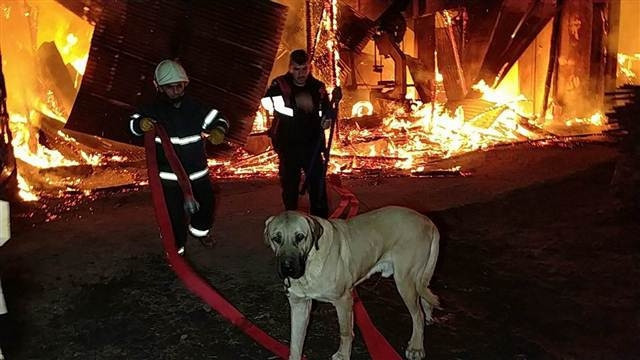 Samsunda fabrika yandı,  zincirle bağlı olan köpeği ölümden itfaiye kurtardı