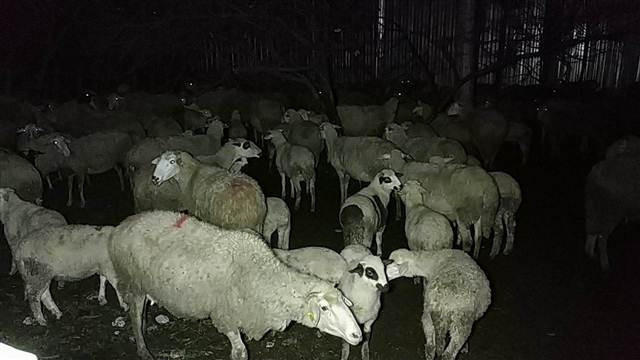 Samsunda fabrika yandı,  zincirle bağlı olan köpeği ölümden itfaiye kurtardı