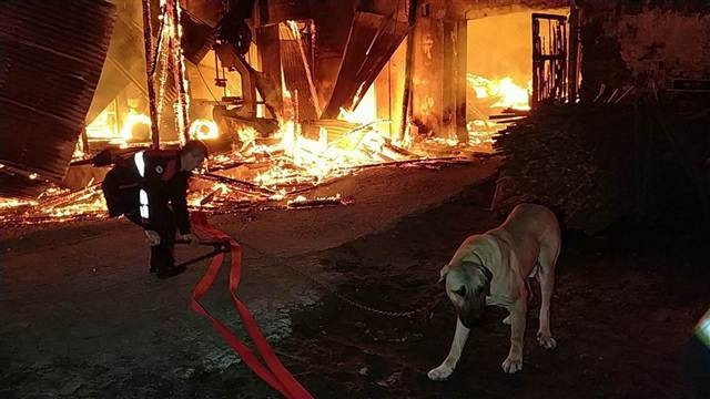 Samsunda fabrika yandı,  zincirle bağlı olan köpeği ölümden itfaiye kurtardı