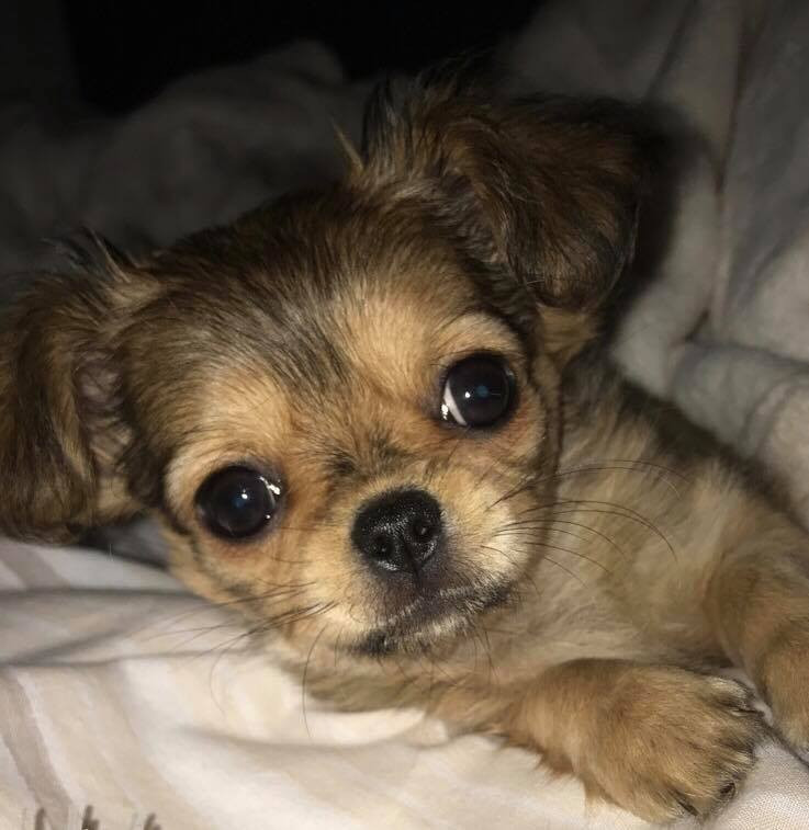 Çocukluğundan beri Prenses Dianaya benzemek istiyordu... Hayali gerçek oldu Çocukluğundan beri Prenses Dianaya benzemek istiyordu... Hayali gerçek oldu